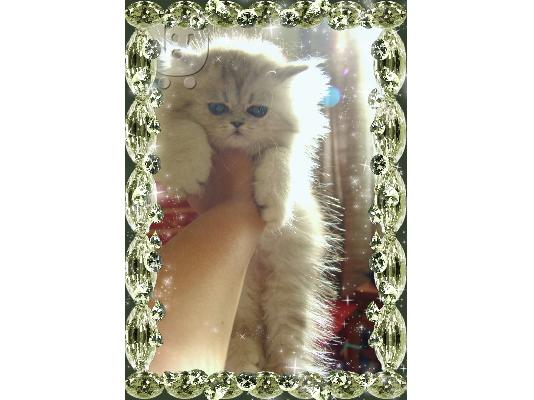 Πωλούνται καθαρόαιμα περσικά γατάκια chinchilla