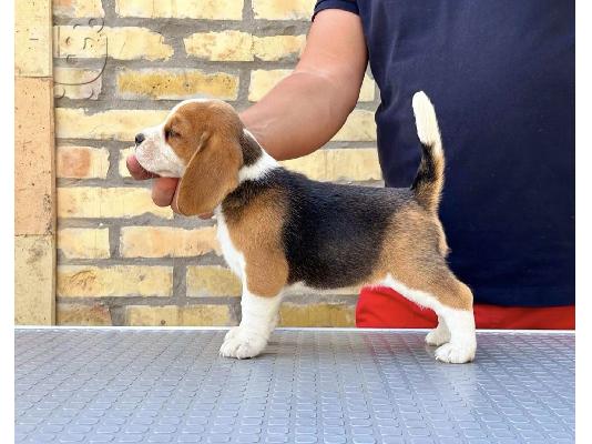 Κουτάβια Beagle από κορυφαίους γονείς