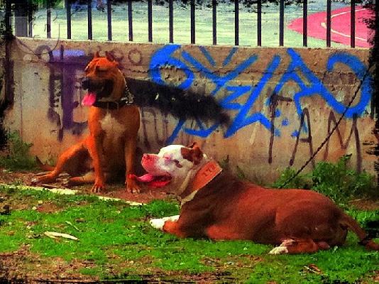 PoulaTo: pit bull j kas