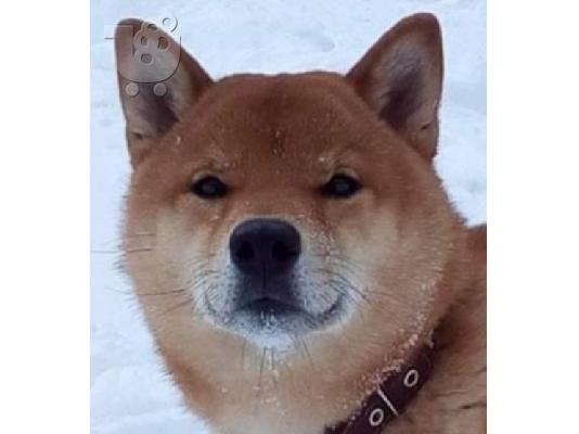 Κουτάβια Shiba inu