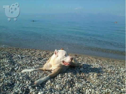 πωλουνται κουταβια pitbull