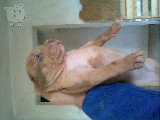 PoulaTo: PIT BULL κουταβακι γιγαντας Πίτμπουλ