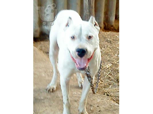 PoulaTo: Dogo Argentino 