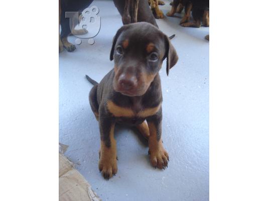 PoulaTo: Doberman
