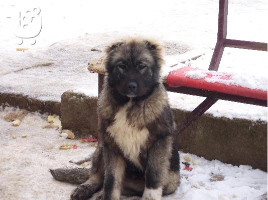 Kennel "Duchman" sale male Caucasian Shepherd