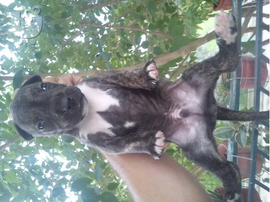 pit bull me dogo argentino