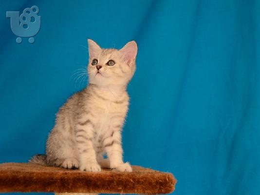 PoulaTo: Brithish shorthair Εκτροφειο