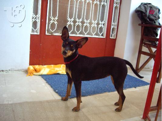 PoulaTo: χαθηκε Pinscher