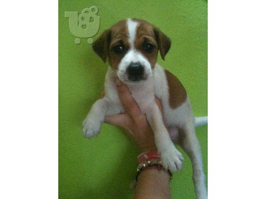 PoulaTo: JACK RUSSEL TERRIER