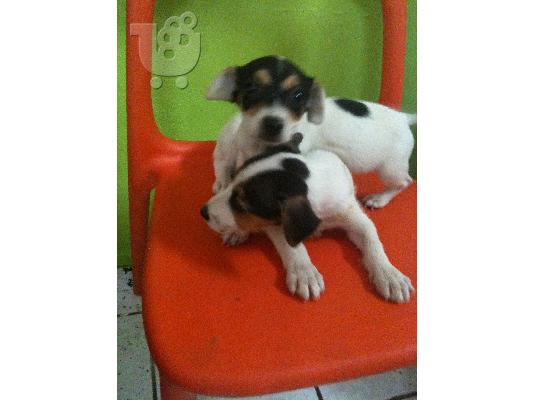 JACK RUSSEL Τεριέ Τζακ Ράσελ