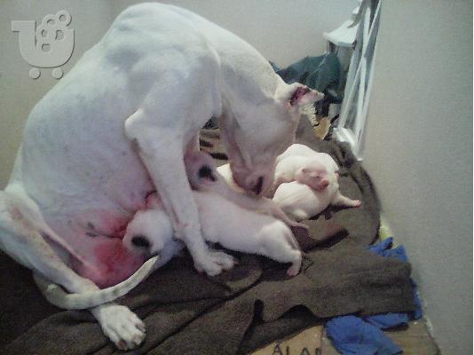 PoulaTo: DOGO ARGENTINO
