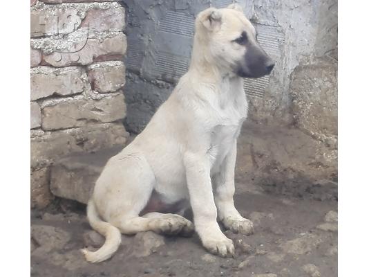 Turski kangal