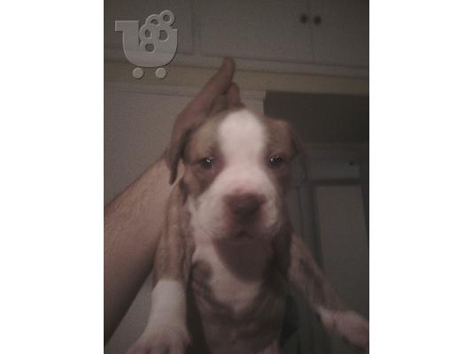 AMERICAN RED NOSE