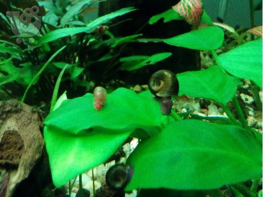 ΔΙΝΟΝΤΑΙ ΓΑΡΙΔΕΣ RED CHERRY ΚΑΙ Ramshorn Snails