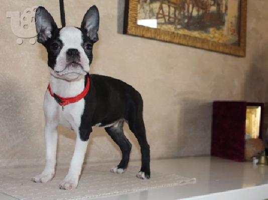 Πώληση κουτάβια Boston Terrier