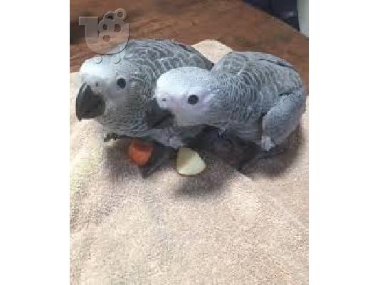 Γκρι Αφρικής του Κονγκό (Psittacus erithacus) για 200 €