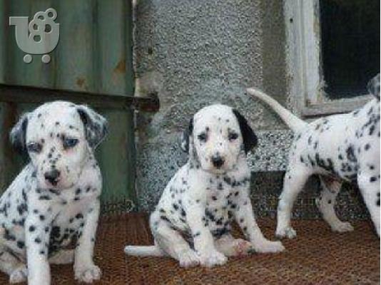PoulaTo: dalmatian-δαλματιας