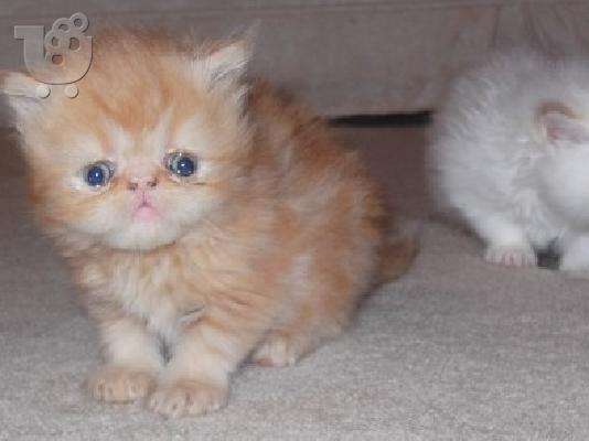 Classic Τιγρέ Maine Coon γατάκια
