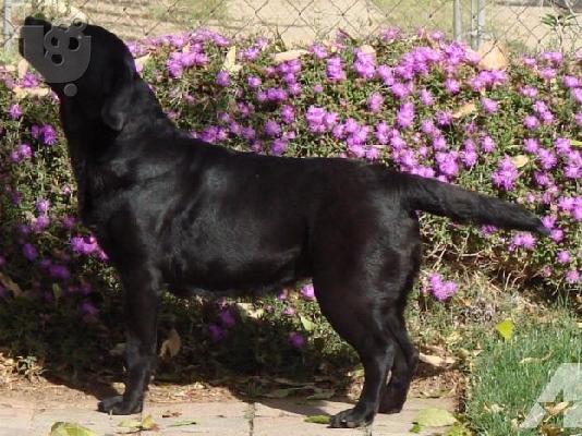 Labrador καθαροαιμα κουταβακια απο γονεις με pedigree ΑΘΗΝΑ ΚΡΗΤΗ 6979314054...