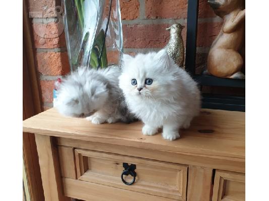 PoulaTo: Το Beautiful Solitaire Chinchilla Kitten Gccf είναι εγγεγραμμένο