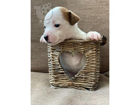 Τα κουτάβια του Jack Russell είναι έτοιμα