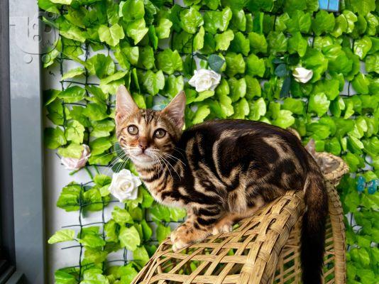 PoulaTo: Bengal Kittens For Sale