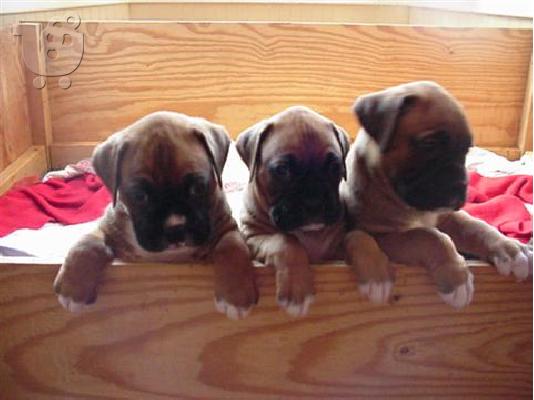 boxer