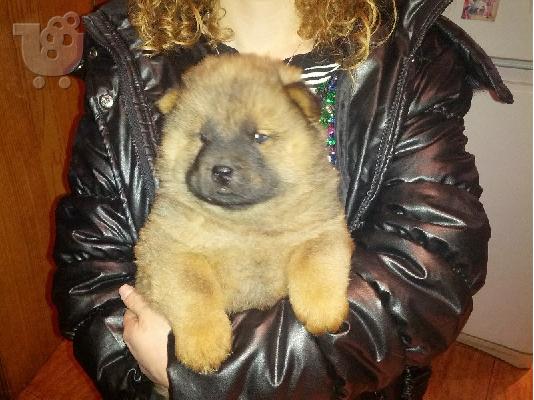 PoulaTo: Chow Chow