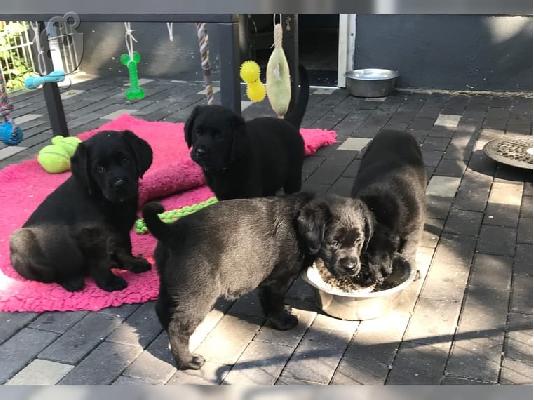 PoulaTo: Labradorr ahora disponible