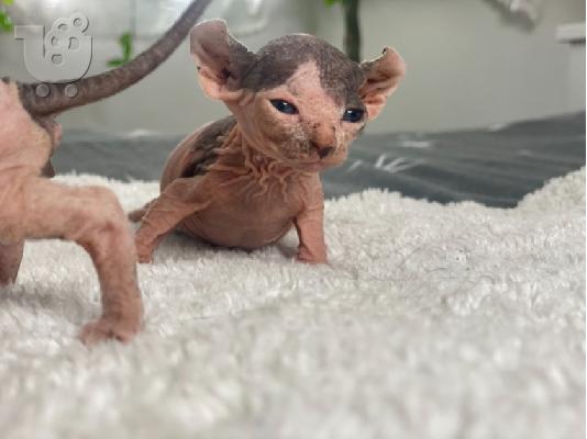 PoulaTo: Γατάκια Sphynx διαθέσιμα για υιοθεσία