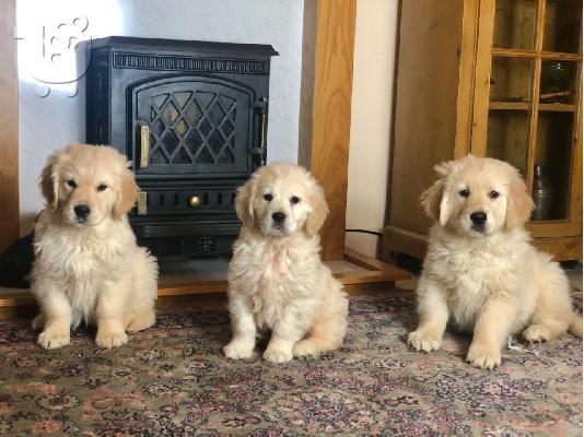 PoulaTo: 5 αστέρων Champion golden retriever Γενεαλογικά κουτάβια Kc