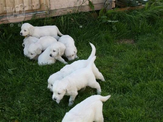 Golden retriever κουτάβια