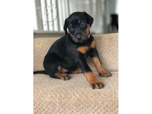 PoulaTo: Κουτάβια Doberman Pinscher