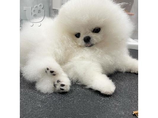 PoulaTo: Καταπληκτικά κουτάβια από Pomeranian!