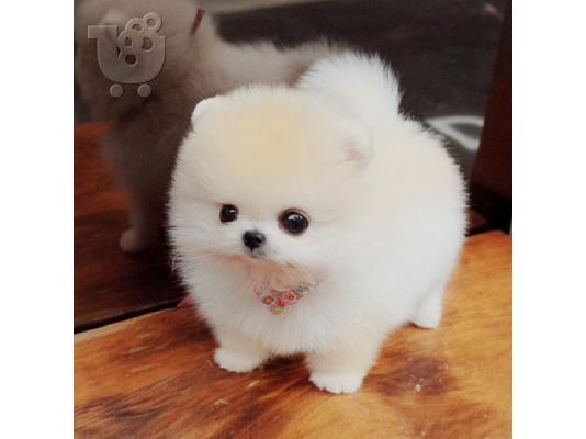 PoulaTo: Δύο φοβερά pomeranian κουτάβια