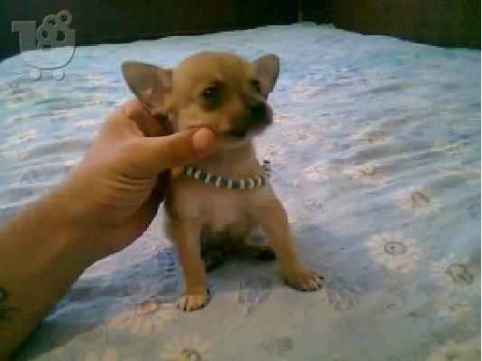 PoulaTo: CIHUAHUA