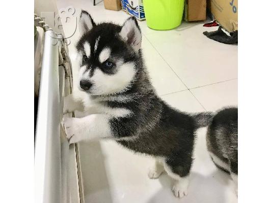 PoulaTo: Καθαρής φυλής κουτάβια Siberian Husky --