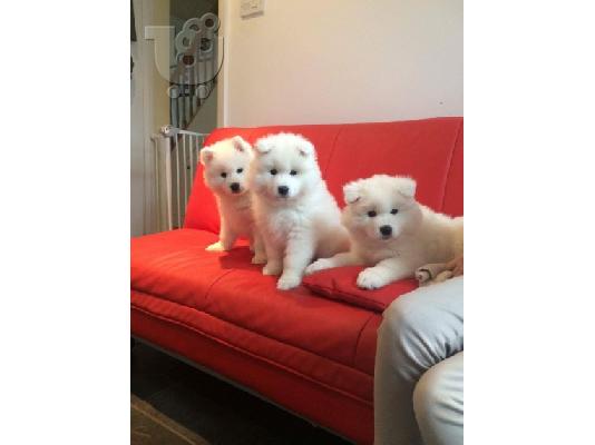 PoulaTo: κουτάβια samoyed