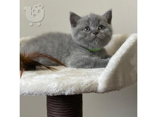 Εγγεγραμμένο όμορφο Σκωτσέζικο δίπλωμα Kitten Gccf