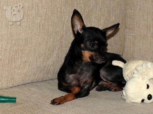Πωλήται σε τιμή ευκαιρίας Russian Toy Terrier