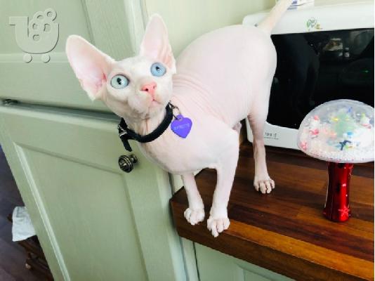 PoulaTo: Όμορφα γατάκια Sphynx