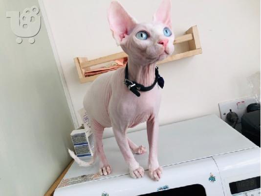 Όμορφα γατάκια Sphynx