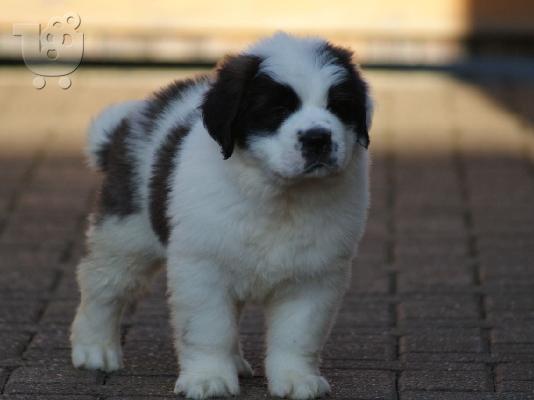 Διαθέσιμα κουτάβια Saint Bernard