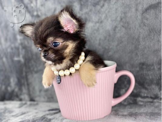 Όμορφα κουτάβια chihuahua