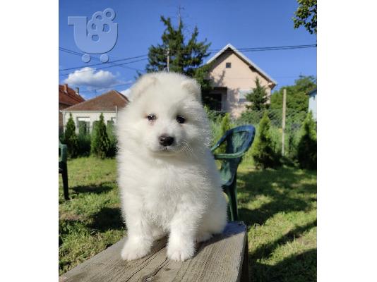 PoulaTo: Σιβηρικά κουτάβια samoyed