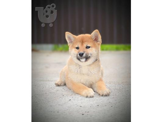 Κουτάβια Shiba Inu