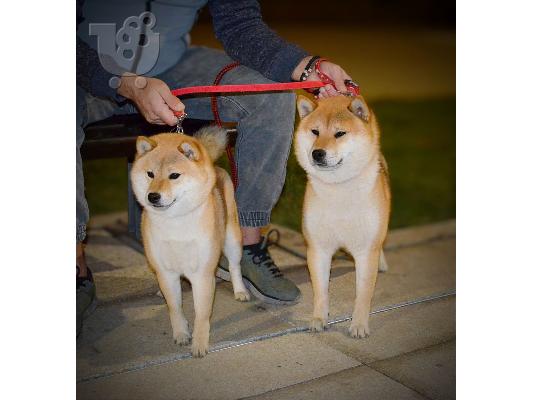 Κουτάβια Shiba Inu