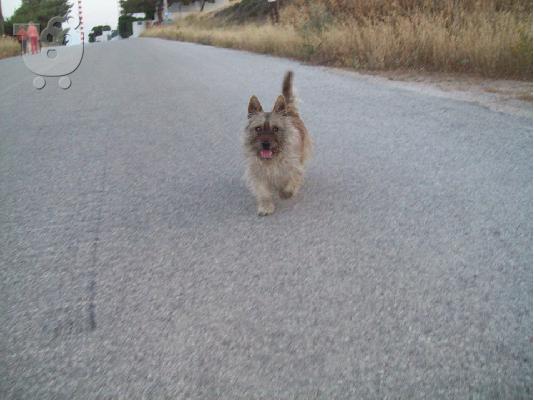 Βρεθηκε σαν Westie καφετι στην Κερατεα