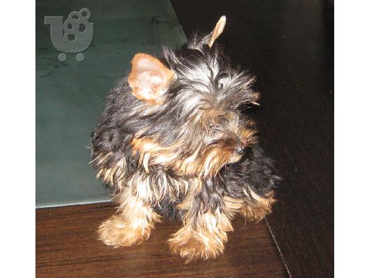 PoulaTo: Yorkshire terrier , Γιορκσάιρ τεριέ , yorki , γιόρκι κουταβάκια πωλούνται