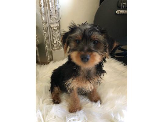 πανέμορφα κουτάβια Yorkie